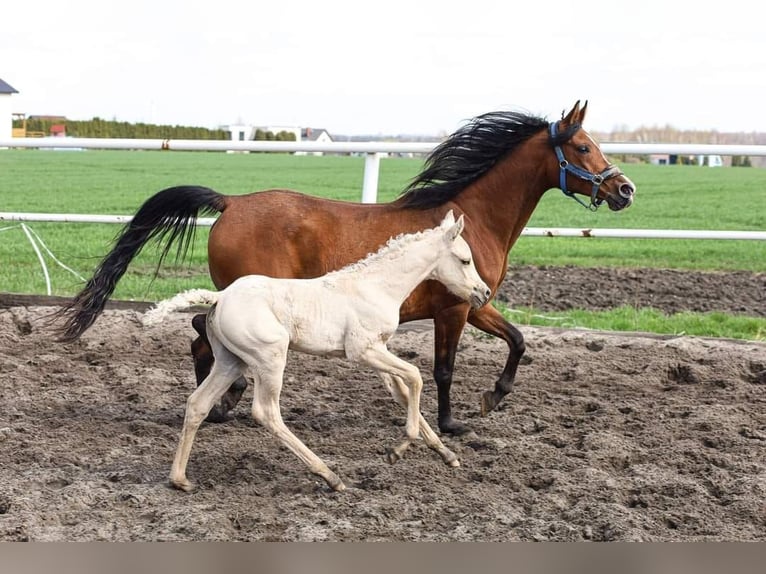 Arabian horses Mare 15 years 14,3 hh Brown in Chudów