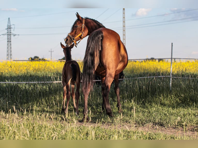 Arabian horses Mare 15 years 14,3 hh Brown in Chudów
