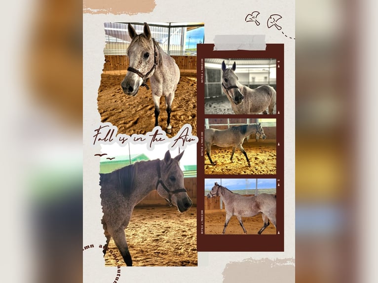 Arabian horses Mare 15 years 15,1 hh Gray-Fleabitten in Allersberg