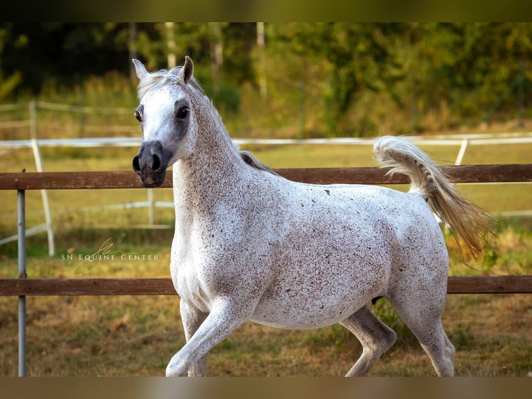 Arabian horses Mare 15 years 15,1 hh White in komárov