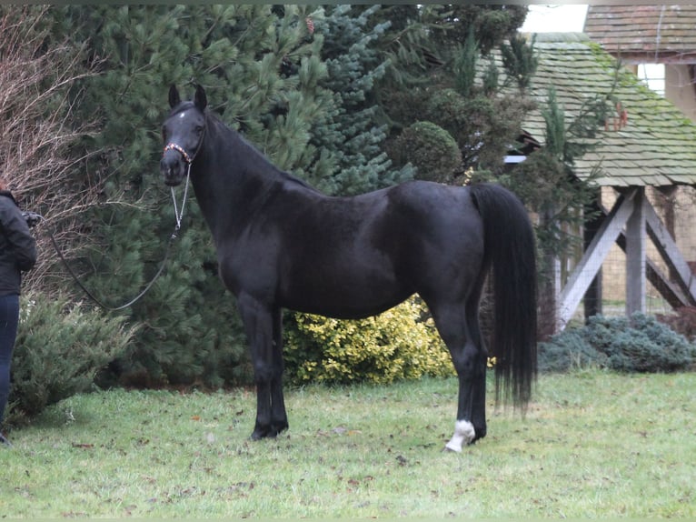 Arabian horses Mare 15 years 15 hh Black in Santok