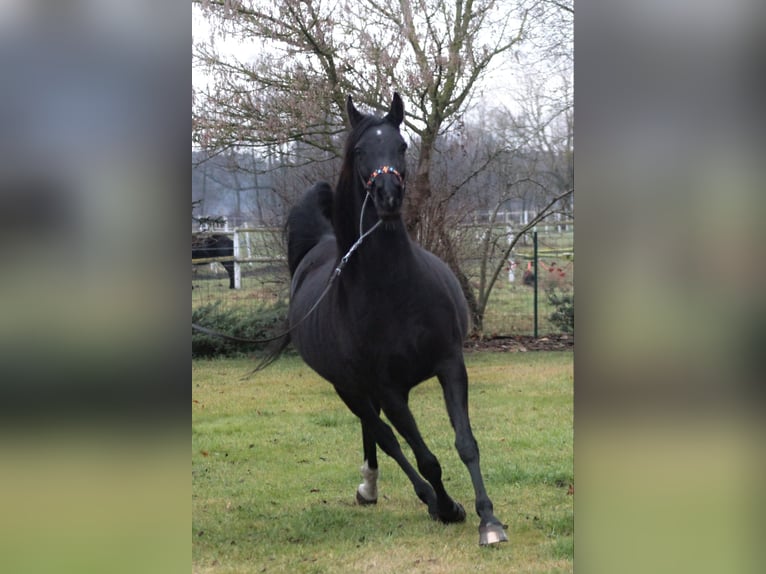 Arabian horses Mare 15 years 15 hh Black in Santok