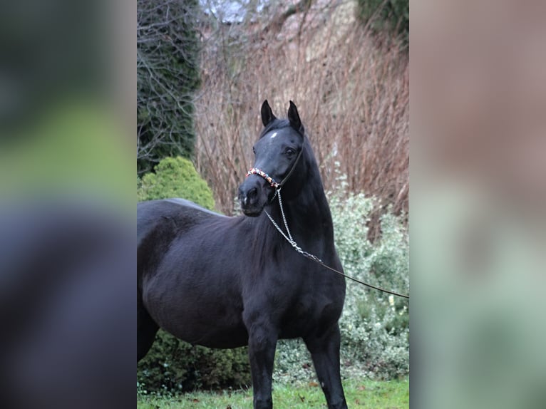 Arabian horses Mare 15 years 15 hh Black in Santok