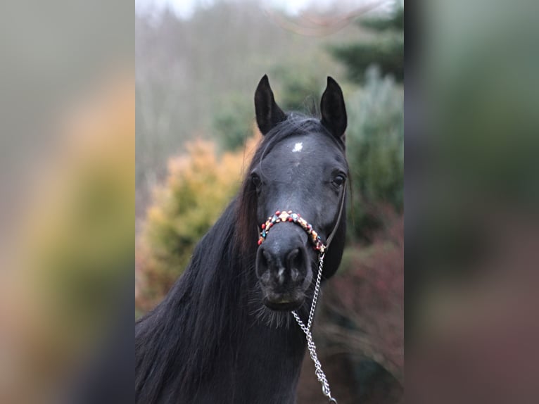 Arabian horses Mare 15 years 15 hh Black in Santok