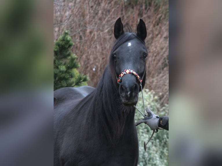 Arabian horses Mare 15 years 15 hh Black in Santok