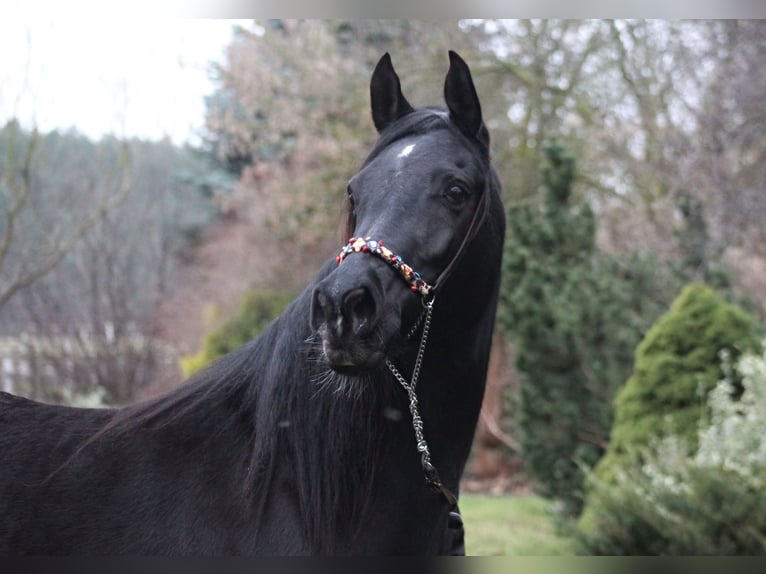 Arabian horses Mare 15 years 15 hh Black in Santok