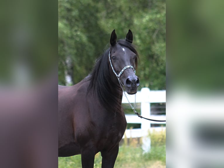 Arabian horses Mare 15 years 15 hh Black in Santok