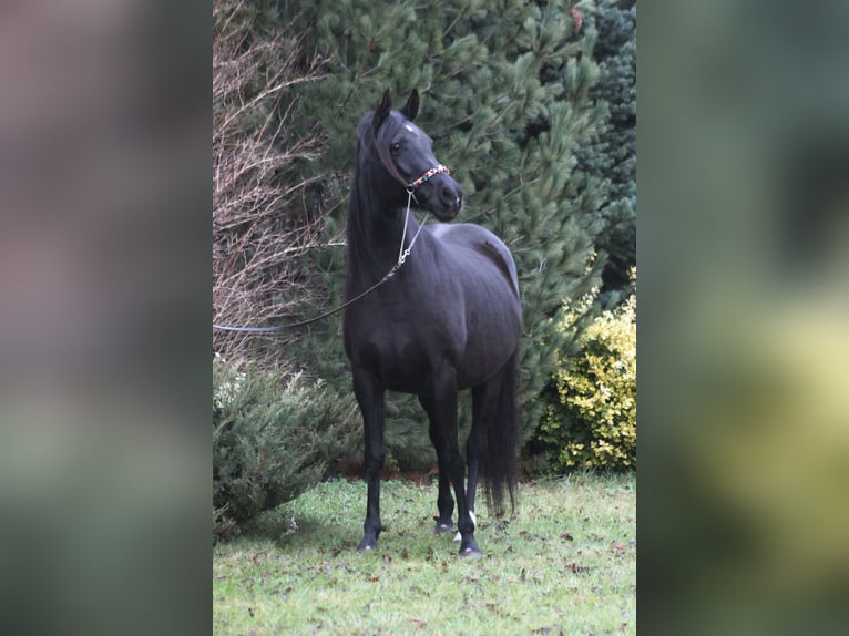 Arabian horses Mare 15 years 15 hh Black in Santok