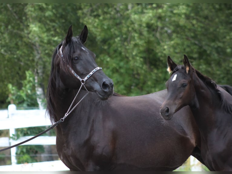 Arabian horses Mare 15 years 15 hh Black in Santok