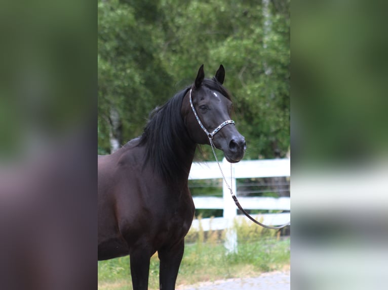 Arabian horses Mare 15 years 15 hh Black in Santok