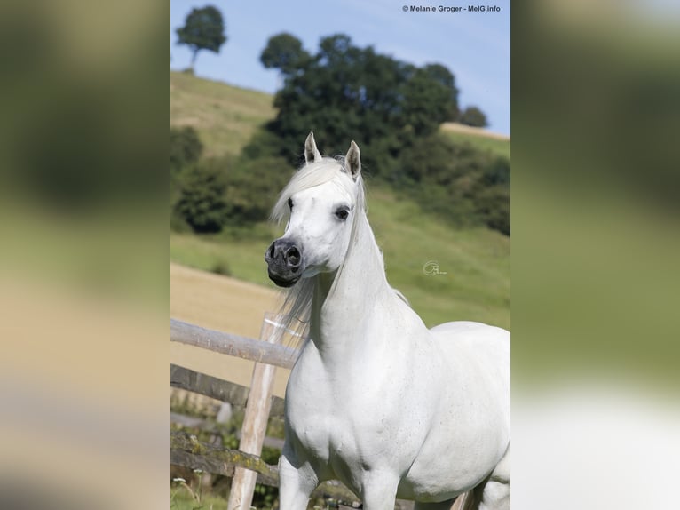 Arabian horses Mare 15 years 15 hh Grey-Fleabitten in Altenbeken