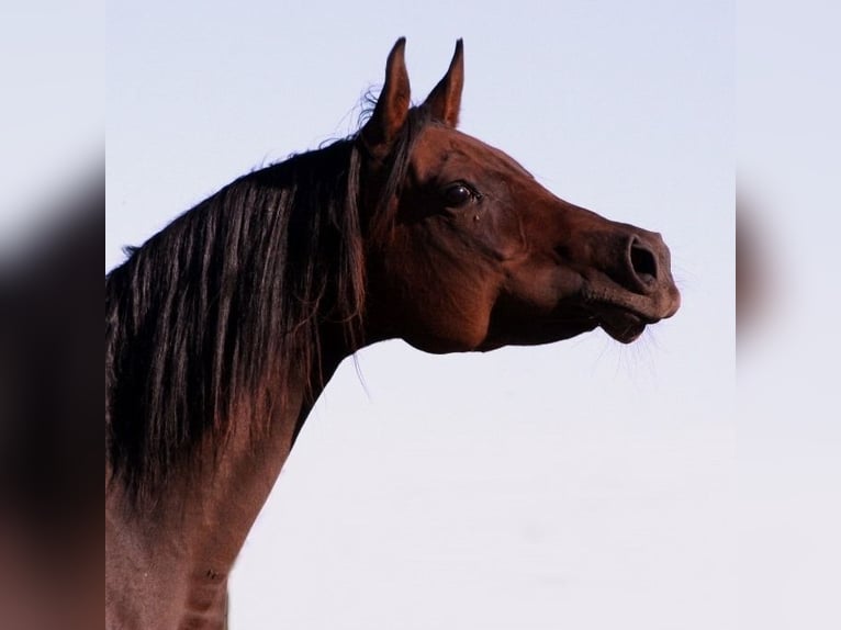 Arabian horses Mare 15 years 15 hh Smoky-Black in Kraichtal