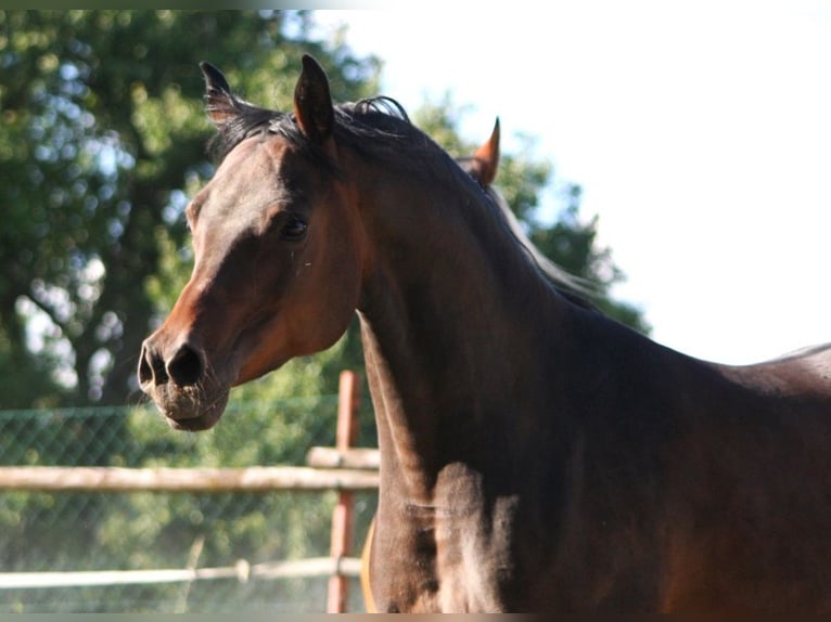 Arabian horses Mare 15 years 15 hh Smoky-Black in Kraichtal