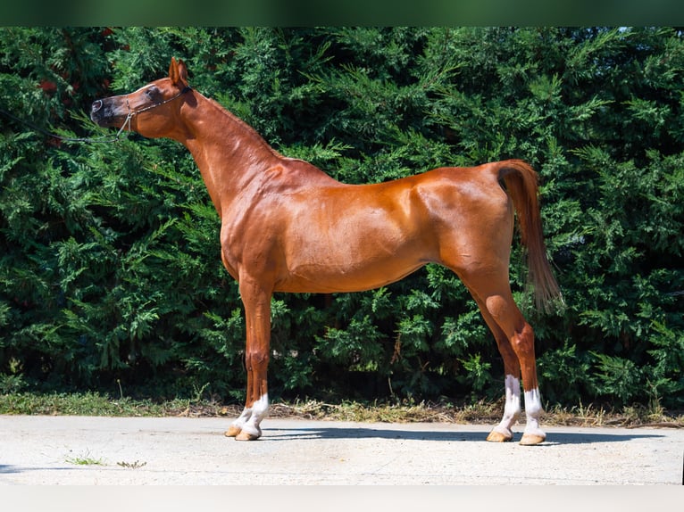 Arabian horses Mare 15 years in Kisbér