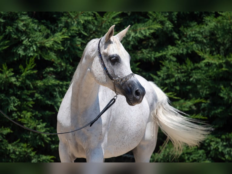 Arabian horses Mare 15 years in Kisbér