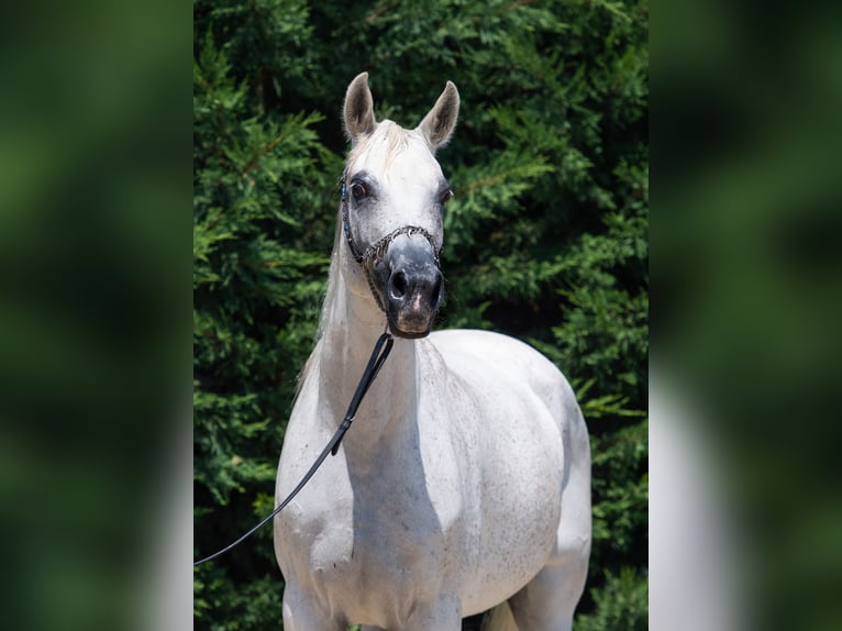 Arabian horses Mare 15 years in Kisbér