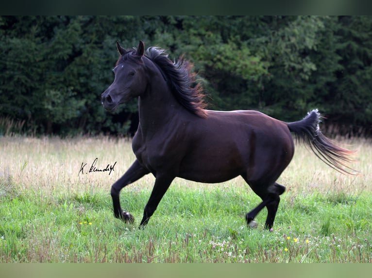 Arabian horses Mare 16 years 14,1 hh Black in Lamerdingen