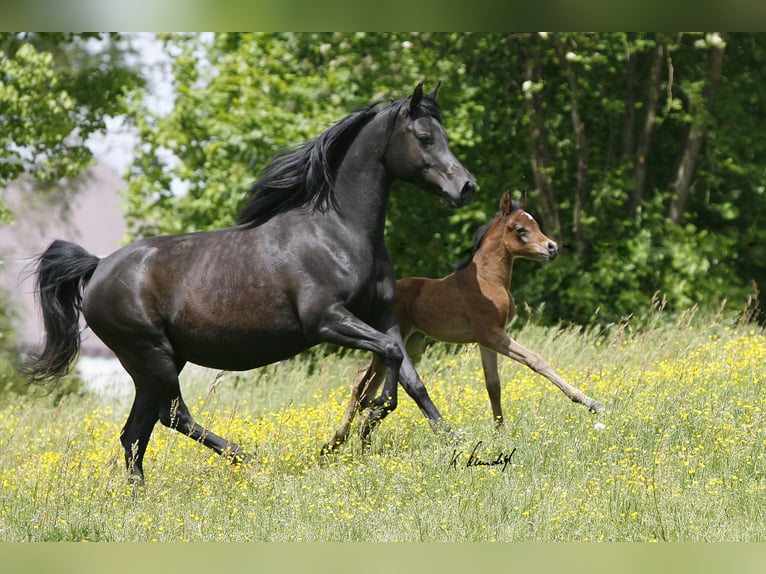 Arabian horses Mare 16 years 14,1 hh Black in Lamerdingen