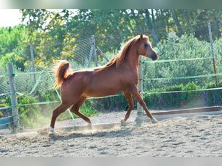 Arabian horses Mare 16 years 14,3 hh Chestnut-Red in Agost-Alicante