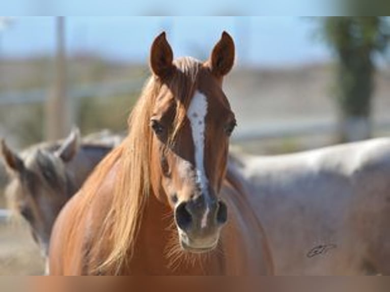 Arabian horses Mare 16 years 14,3 hh Chestnut-Red in Agost-Alicante