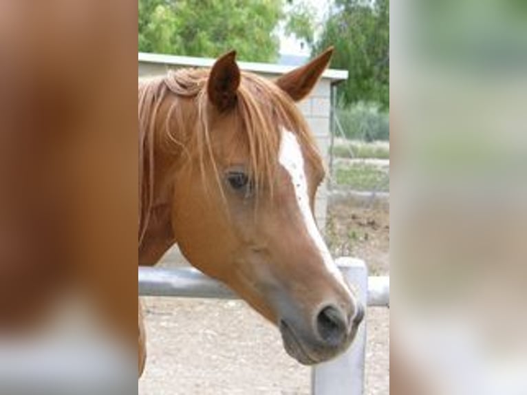 Arabian horses Mare 16 years 14,3 hh Chestnut-Red in Agost-Alicante