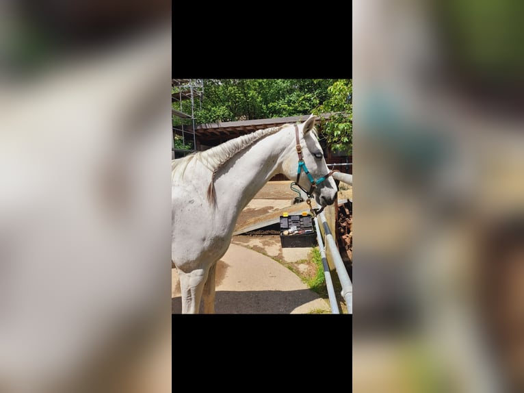 Arabian horses Mix Mare 16 years 14,2 hh Grey in Kierspe