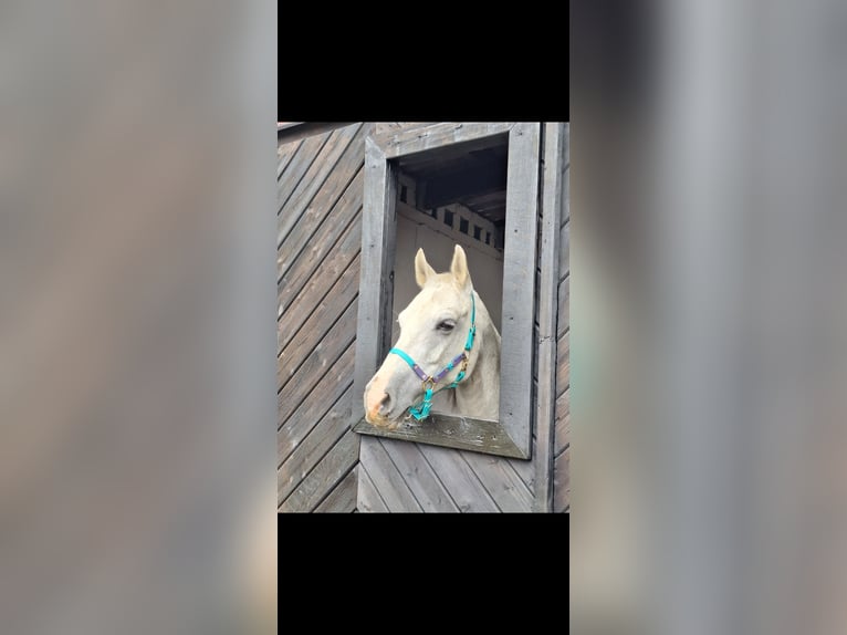 Arabian horses Mix Mare 16 years 14,2 hh Grey in Kierspe