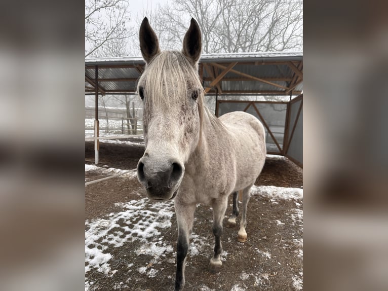 Arabian horses Mare 16 years 15,1 hh Gray-Fleabitten in Dornbirn