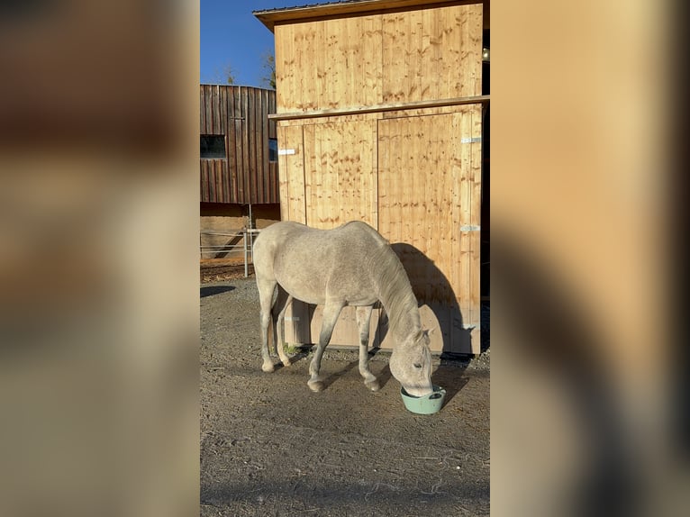 Arabian horses Mare 16 years 15,1 hh Gray-Fleabitten in Dornbirn