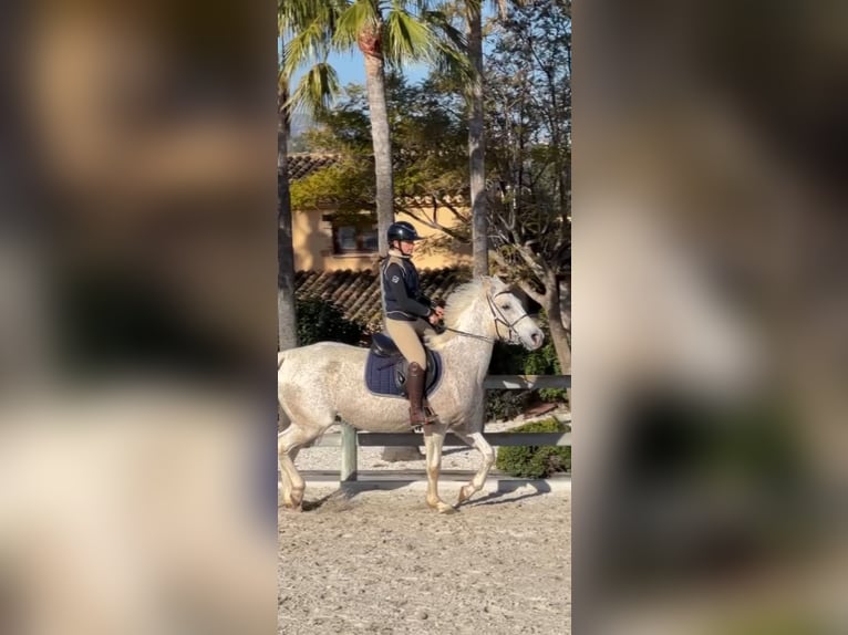 Arabian horses Mare 16 years 15,2 hh Gray-Fleabitten in Cap Blanc (Moraira/Teulada) (Urbanizacion)