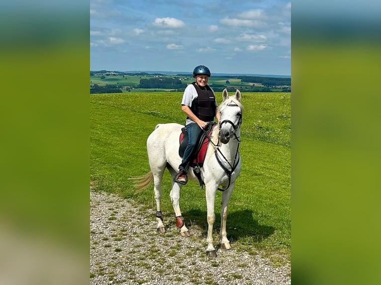 Arabian horses Mare 16 years 15,2 hh Gray in Dietmannsried