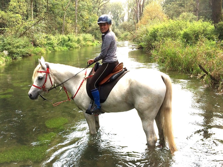 Arabian horses Mare 16 years 15,2 hh Gray in Dietmannsried