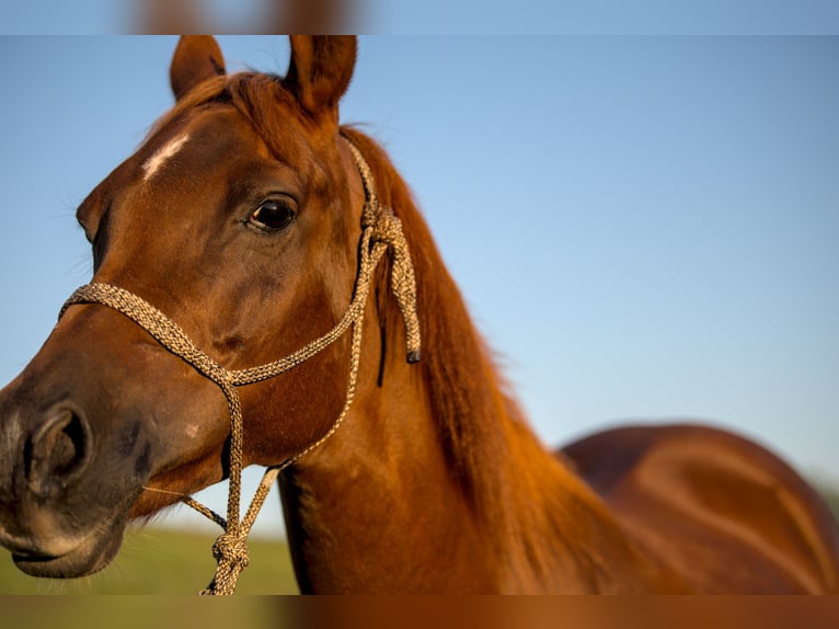 Arabian horses Mare 16 years 15 hh Chestnut-Red in Weingarten