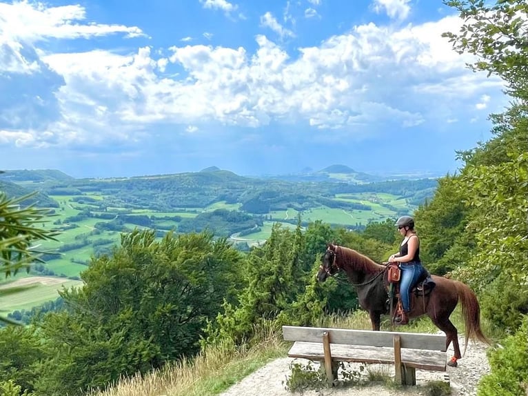 Arabian horses Mare 16 years 15 hh Chestnut-Red in Weingarten