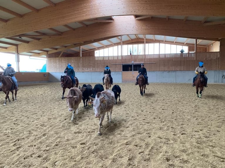 Arabian horses Mare 16 years 15 hh Chestnut-Red in Weingarten