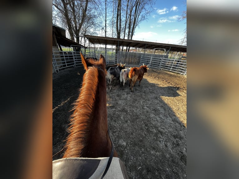 Arabian horses Mare 16 years 15 hh Chestnut-Red in Weingarten