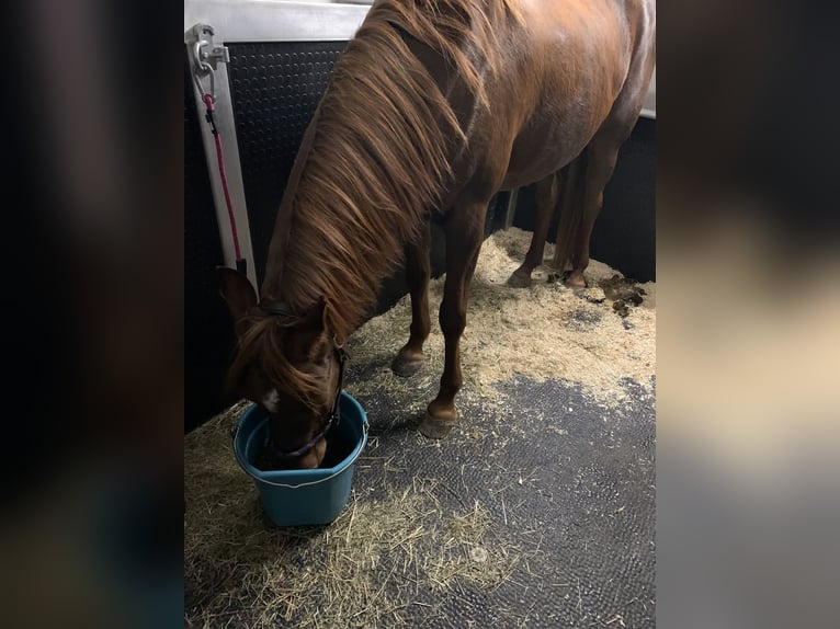 Arabian horses Mare 16 years 15 hh Chestnut-Red in Weingarten