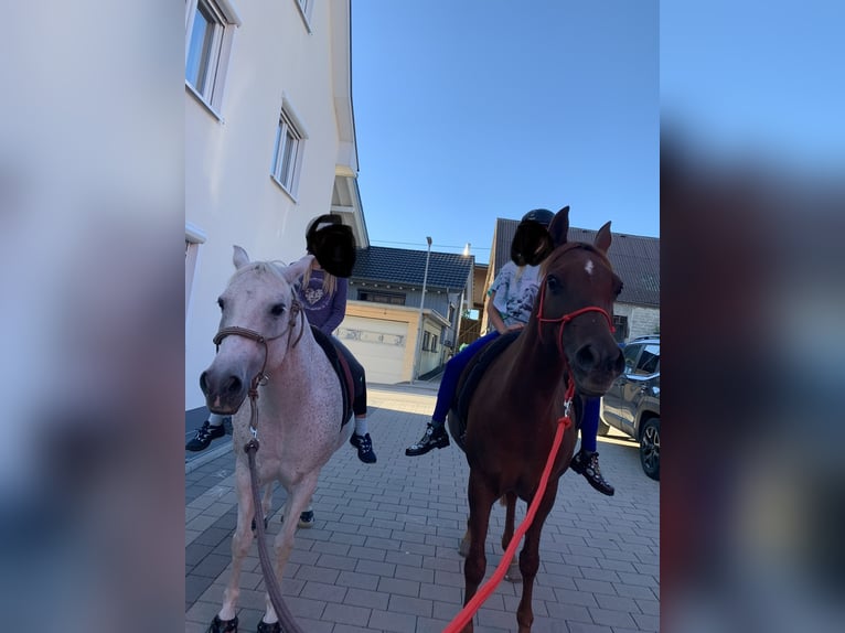 Arabian horses Mare 16 years 15 hh Chestnut-Red in Weingarten