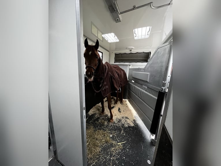 Arabian horses Mare 16 years 15 hh Chestnut-Red in Weingarten