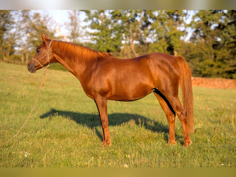 Arabian horses Mare 16 years 15 hh Chestnut-Red in Weingarten