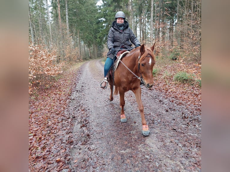 Arabian horses Mare 16 years 15 hh Chestnut-Red in Weingarten