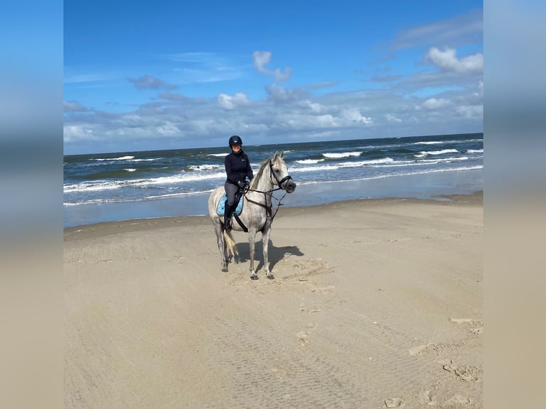 Arabian horses Mare 16 years 15 hh Grey-Fleabitten in Finsterwalde