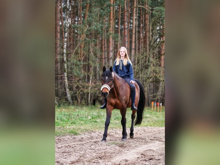 Arabian horses Mare 16 years 15,1 hh Bay-Dark in Bienenb&#xFC;ttel