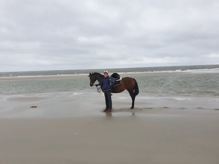 Arabian horses Mare 16 years 15,1 hh Bay-Dark in Bienenb&#xFC;ttel