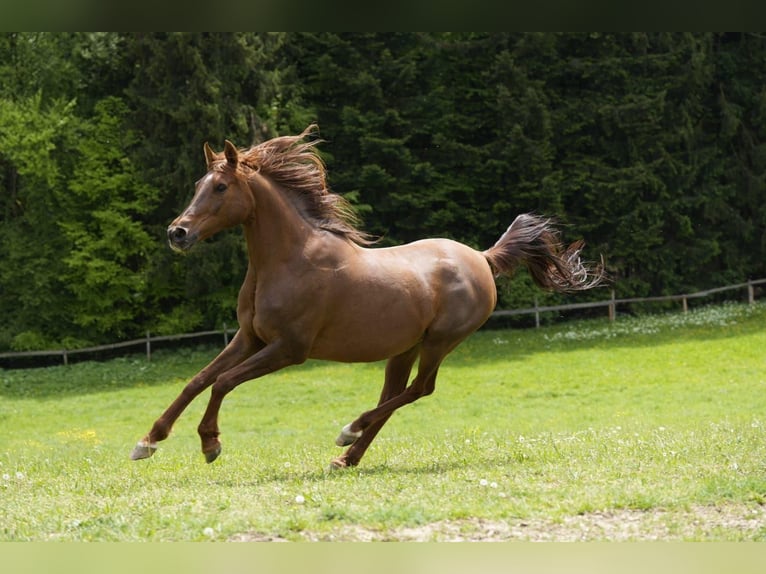Arabian horses Mare 16 years 15,1 hh Chestnut-Red in Rotenburg an der Fulda