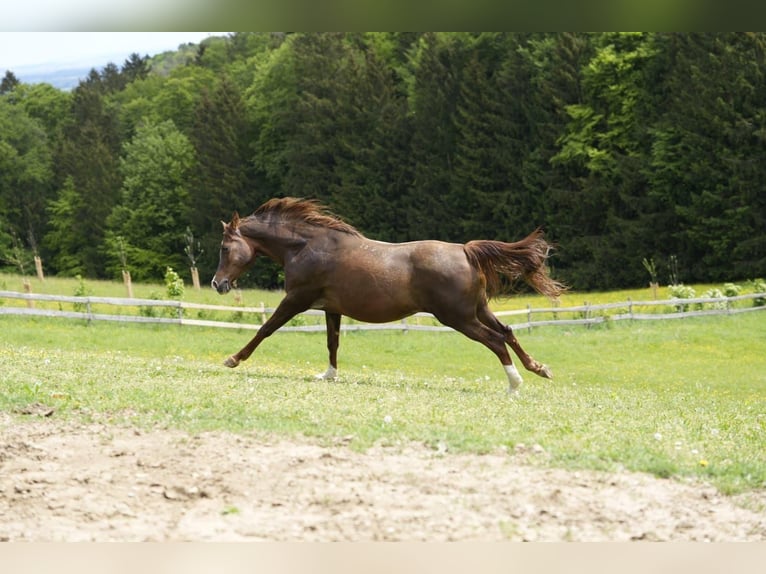 Arabian horses Mare 16 years 15,1 hh Chestnut-Red in Rotenburg an der Fulda