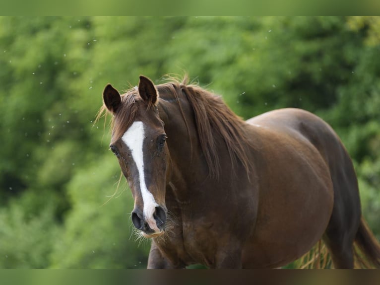 Arabian horses Mare 16 years 15,1 hh Chestnut-Red in Rotenburg an der Fulda