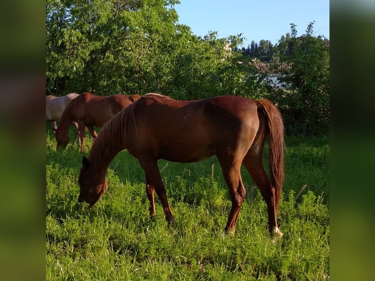 Arabian horses Mare 16 years in Otura
