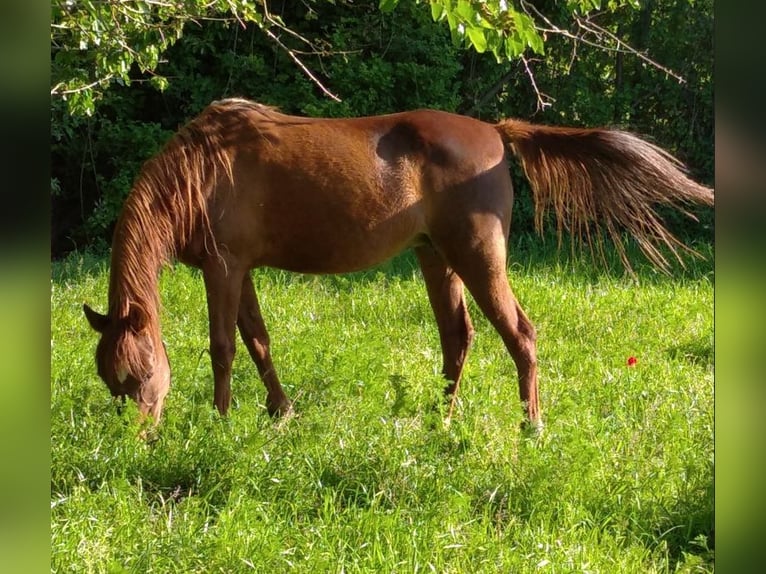 Arabian horses Mare 16 years Chestnut-Red in Otura