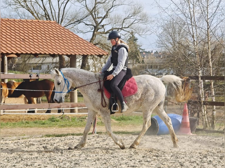 Arabian horses Mare 16 years Gray in Kladruby